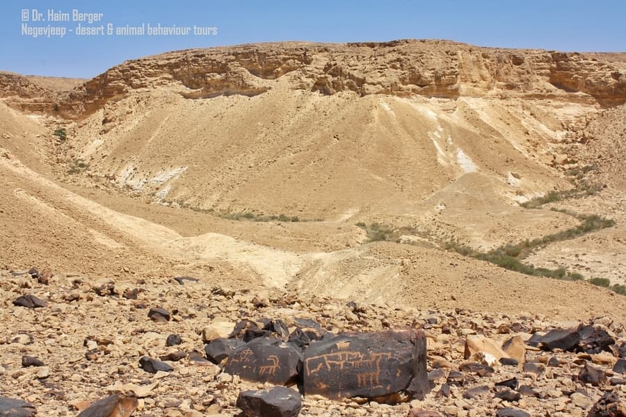 מסלולים בדרום - ציורי סלע נגב. צילום - חיים ברגר