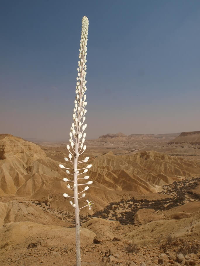 חצב מצוי על רקע בקעת צין צילום דפנה טל