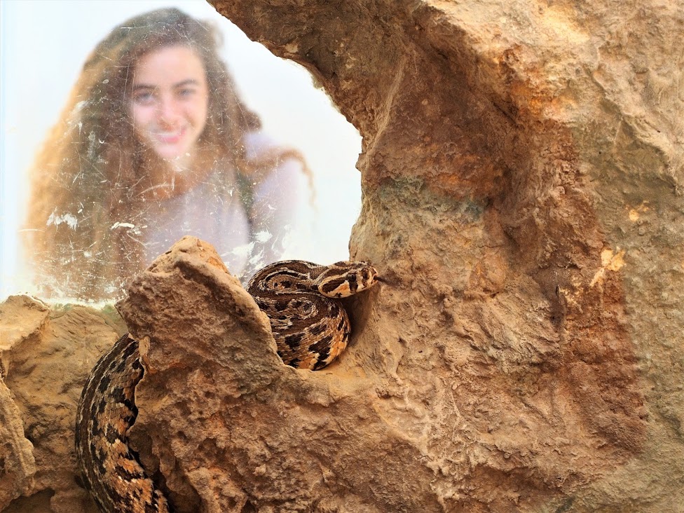 היכרות מרתקת עם עולם הזוחלים ודיירי המדבר במרכז הזוחלים הספארי נגב במדרשת בן גוריון. צילום: טל גליק