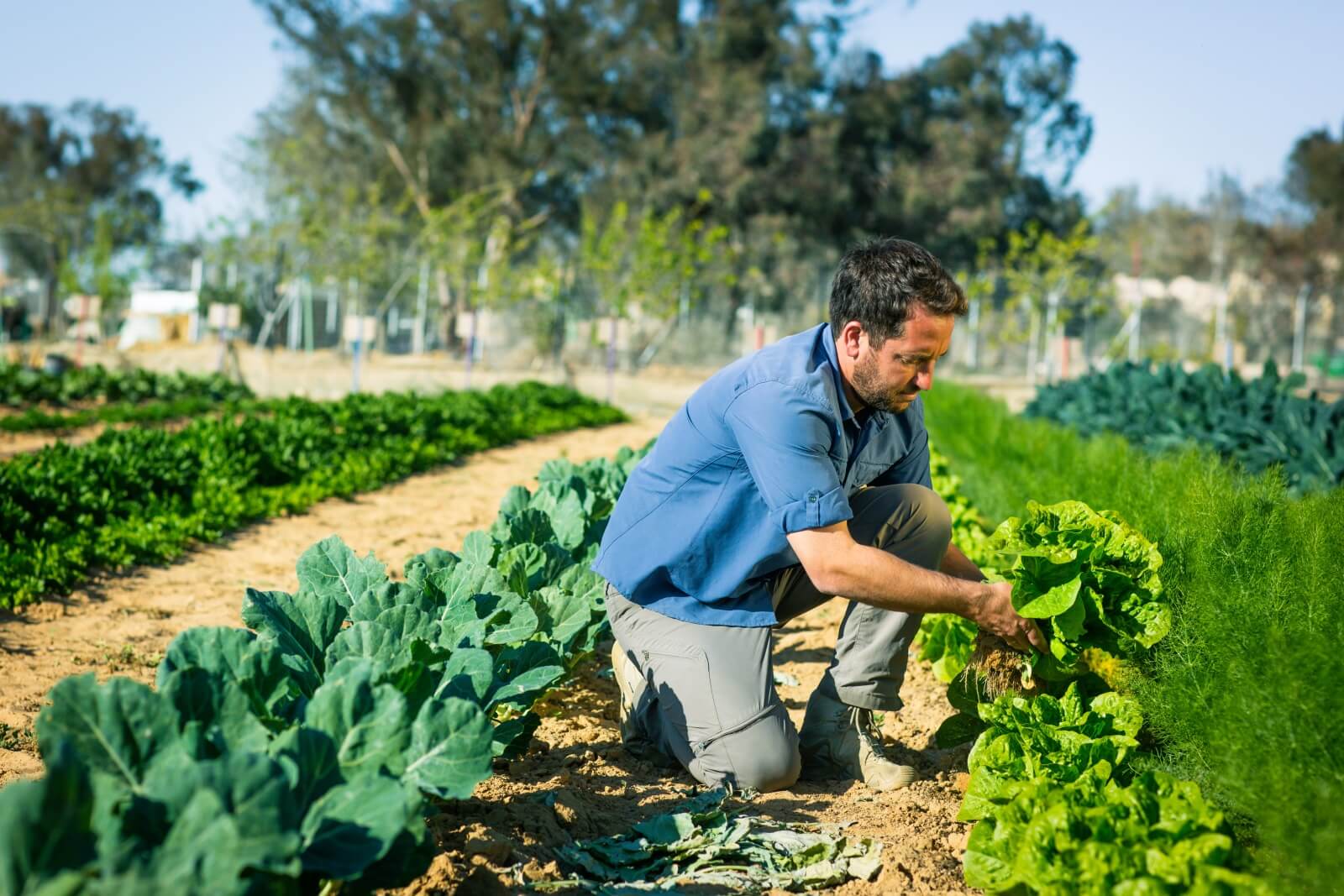 ניצנה קרדיט צילום: עדי זיו אב