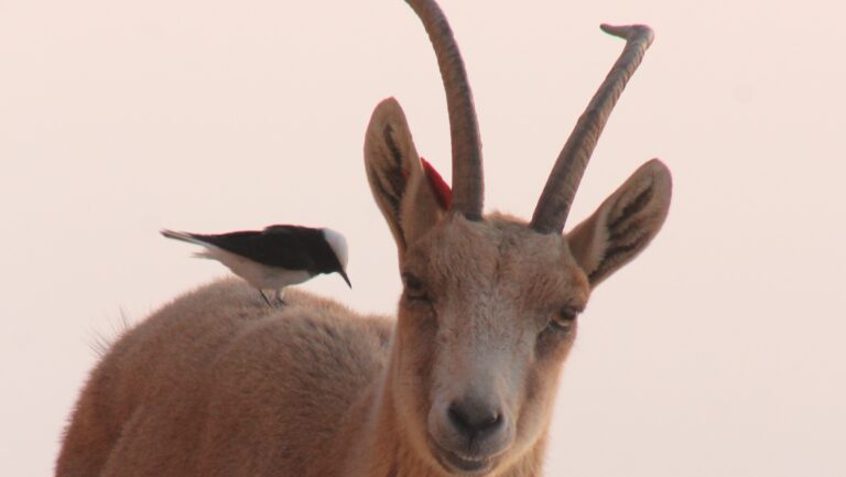 ibex and bird in the friendly negev desert