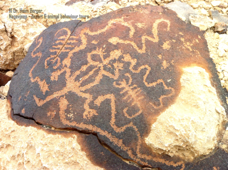 Rock carvings of scorpions and other creatures