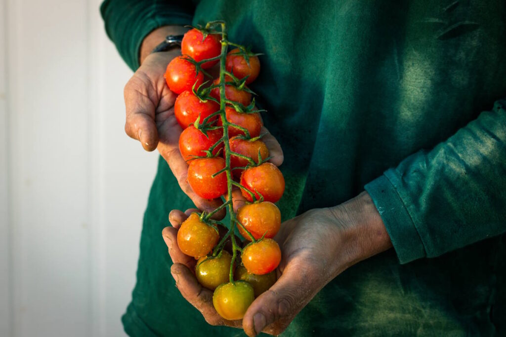 עגבניות משק לוי צילום עדי זיו אב
