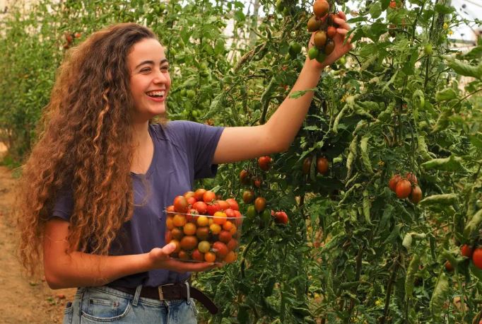 חקלאות בפתחת ניצנה (צילום: טל גליק)