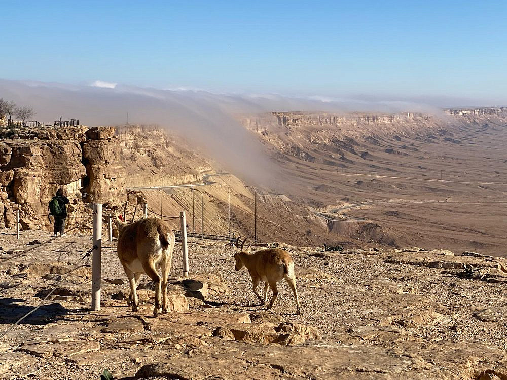 מדרשת בן גוריון, קרדיט: יח"צ