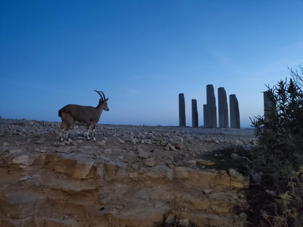 שקיעה במצוק - טלי בר