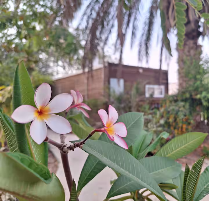שביל הפסיפס לינה