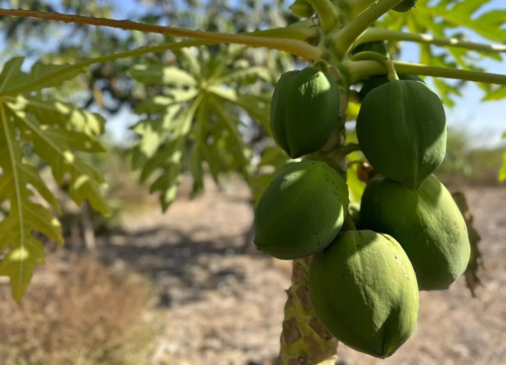 יער מאכל